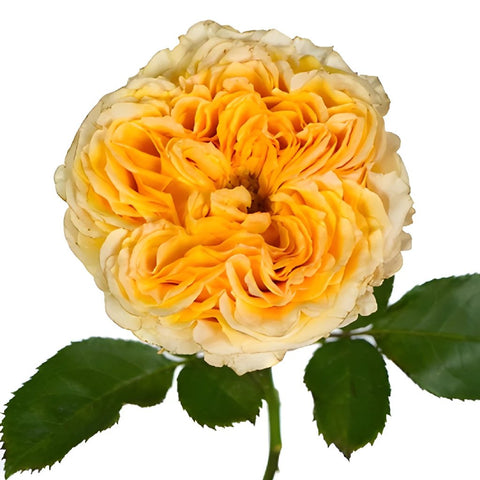 Golden Apricot Garden Rose Stem Close Up