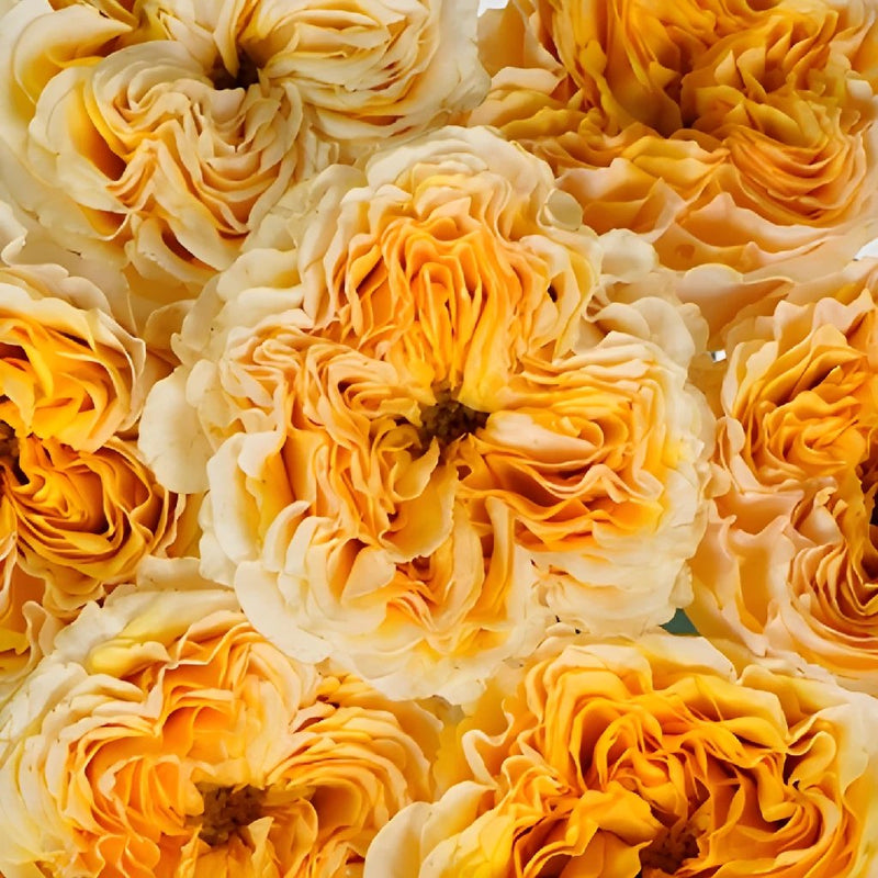 Golden Apricot Garden Roses up close