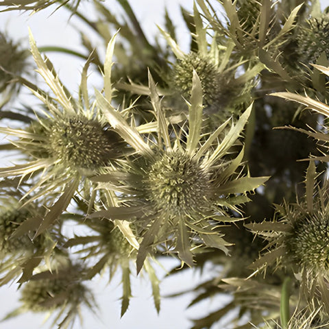 Golden Tinted Thistle Wholesale Flower Upclose