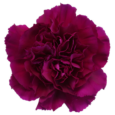 Golem Fuchsia Purple Carnation Flower Bloom