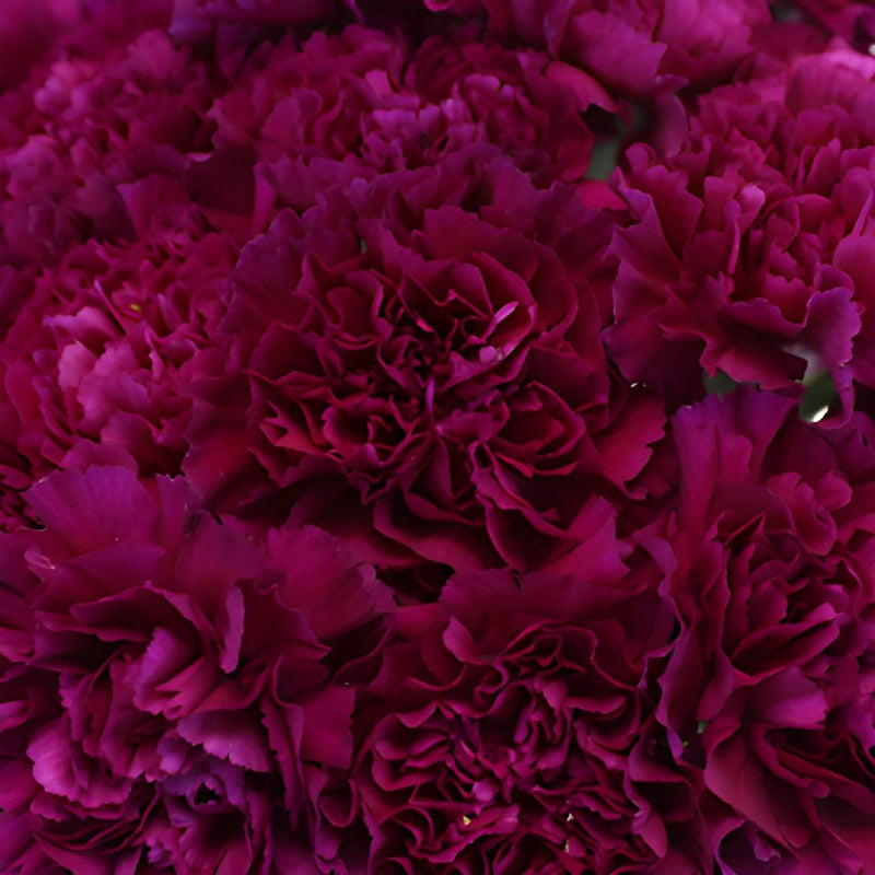 Golem Fuchsia Purple Wholesale Carnations Up close