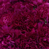 Fuchsia Purple Wholesale Carnation Flower