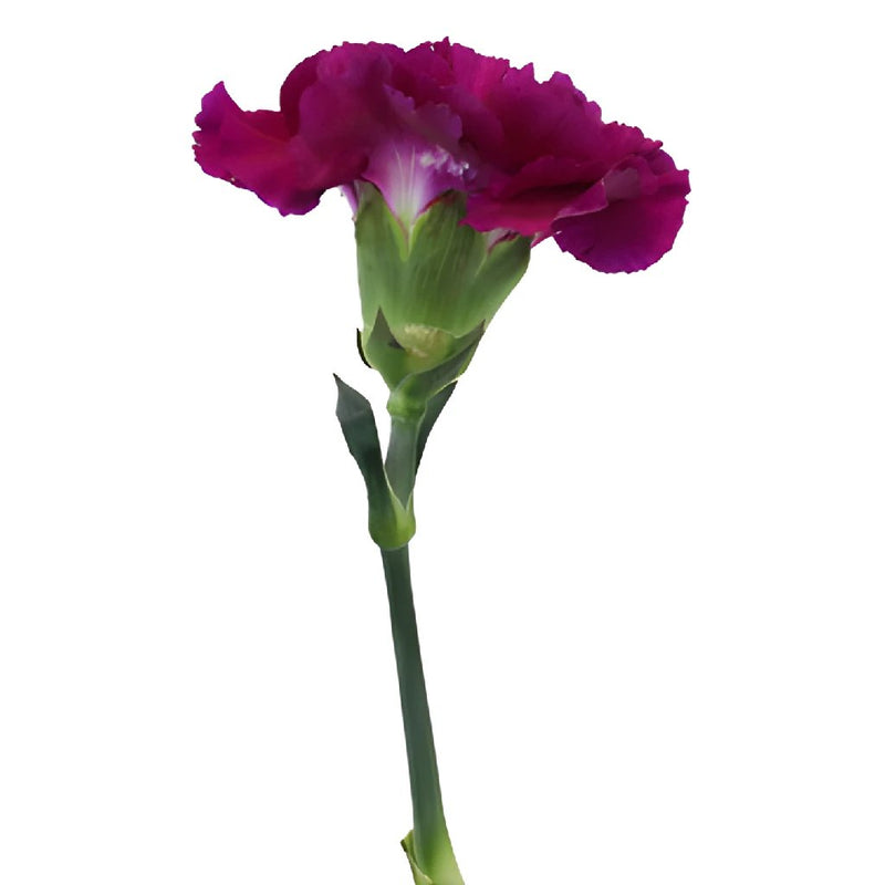 Golem Fuchsia Purple Carnations side stem
