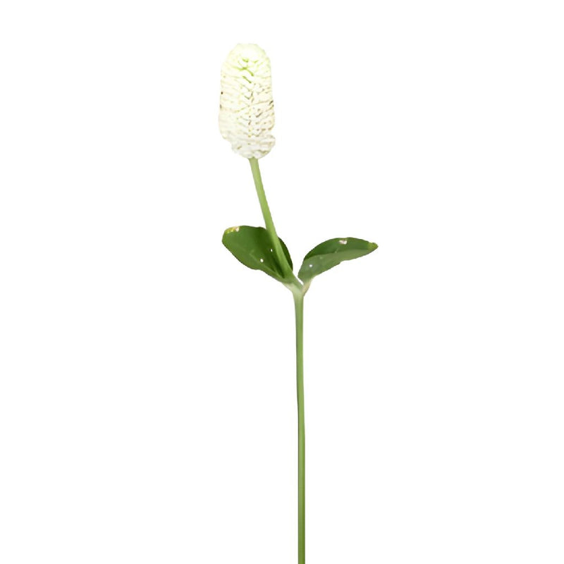 White Wedding Gomphrena Flower