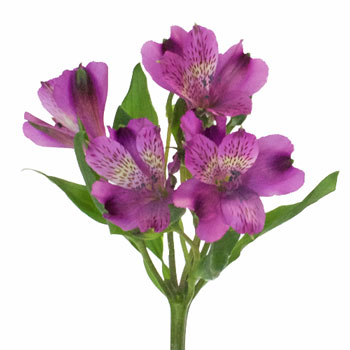 Grape Purple alstroemeria Wholesale Flower Stem
