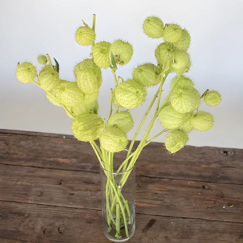 Green Asclepia Pods Flower Bunch in Vase