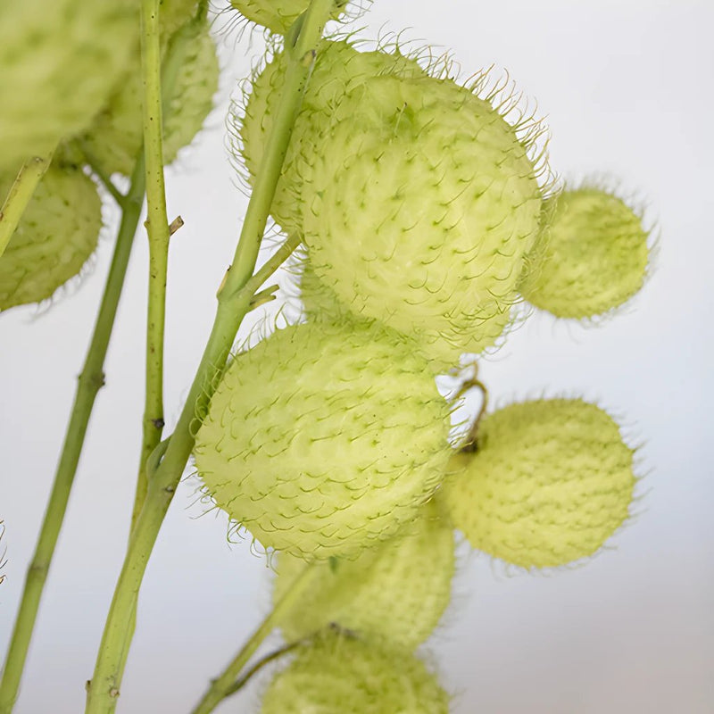 Green Asclepia Pods Flower Stem