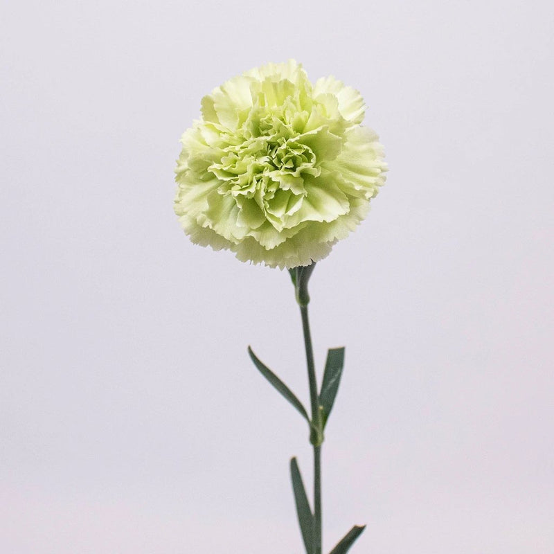 Mint Green Carnation Single Stem