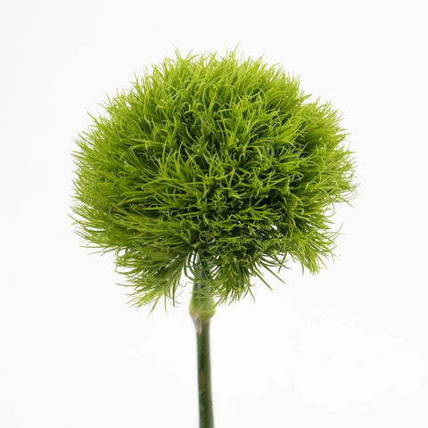Green Dianthus Flower Stem