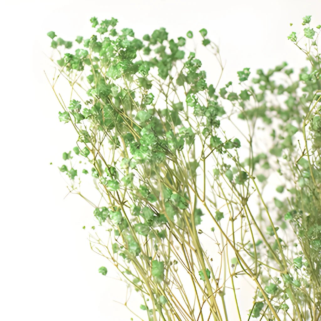 Dried Gypsophila Forrest Green Flowers