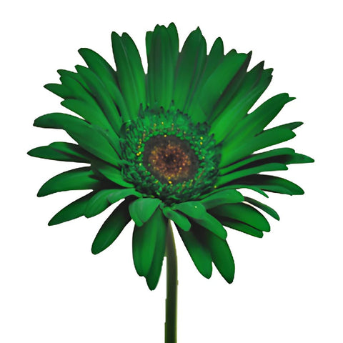 Gerbera Daisy Green Enhanced Wholesale Flower Up close