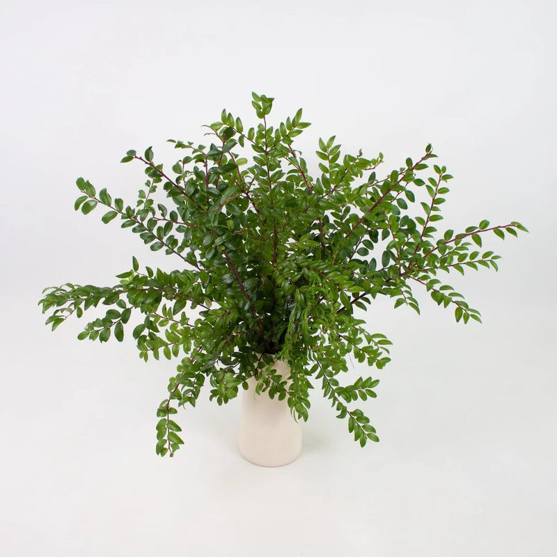 Green Huckleberry Greenery Bunch in Vase