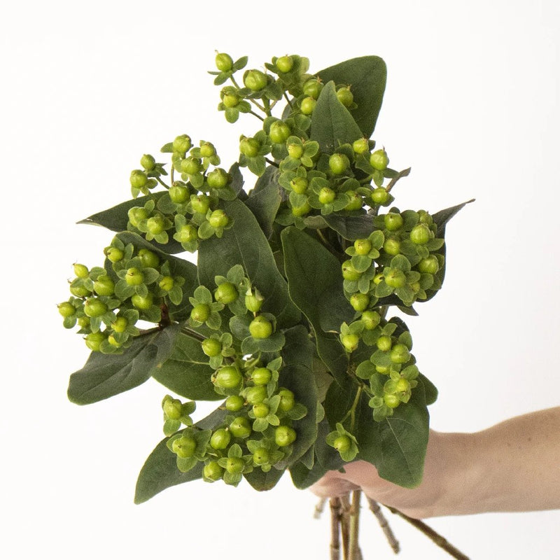 Green hypericum berry wholesale wedding flowers