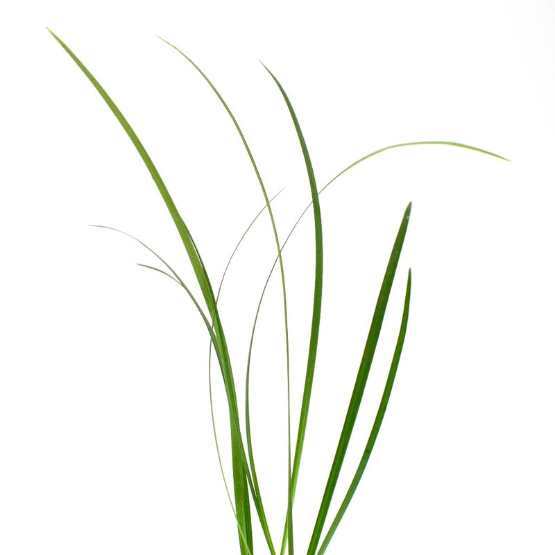 Green Lily Grass Greenery Stem