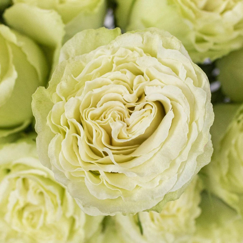 Green Limeade Roses Up Close