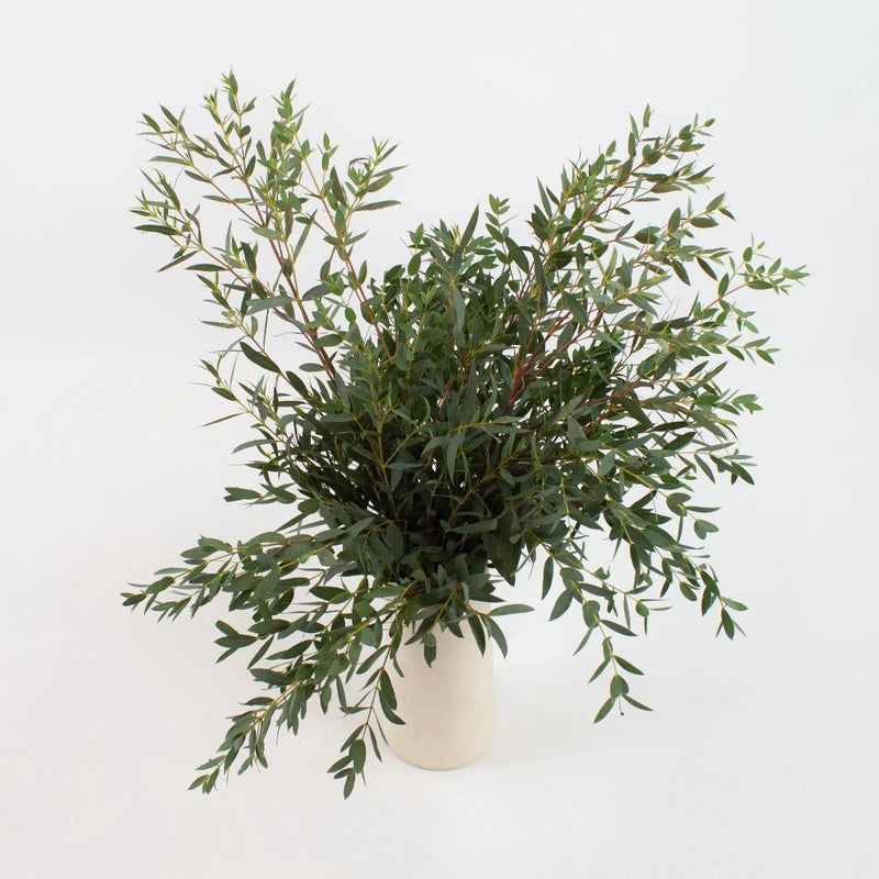 Green Parvifolia Eucalyptus Greenery Bunch in Vase
