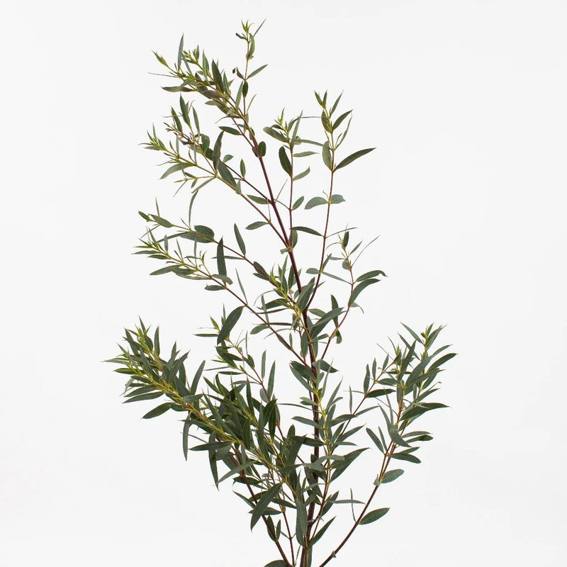 Green Parvifolia Eucalyptus Greenery Stem