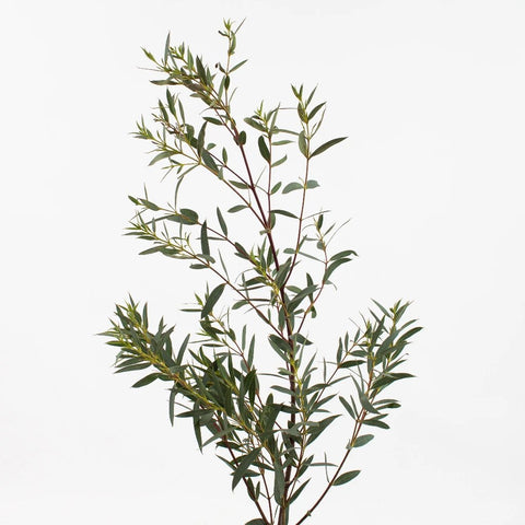 Eucalyptus parvifolia à petites feuilles - Vente en ligne de plants de  Eucalyptus parvifolia à petites feuilles pas cher
