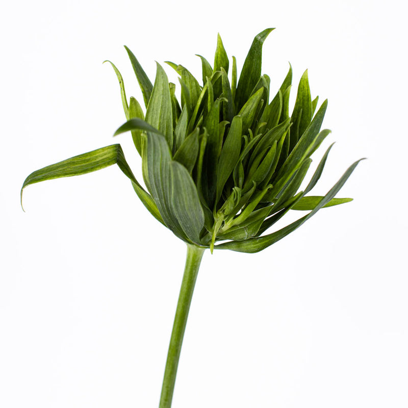 Green Planet Alstromelia Flower Stem