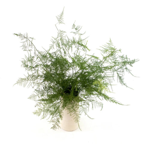 Green Plumosa Fern Greenery Bunch in Vase