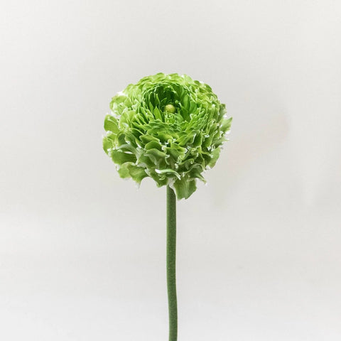 Green Pon Pon Ranunculus Flower Stem