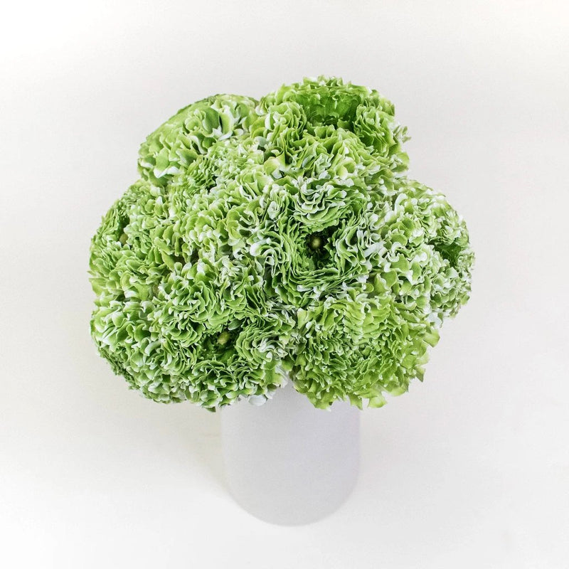 Green Pon Pon Ranunculus Flowers in Vase