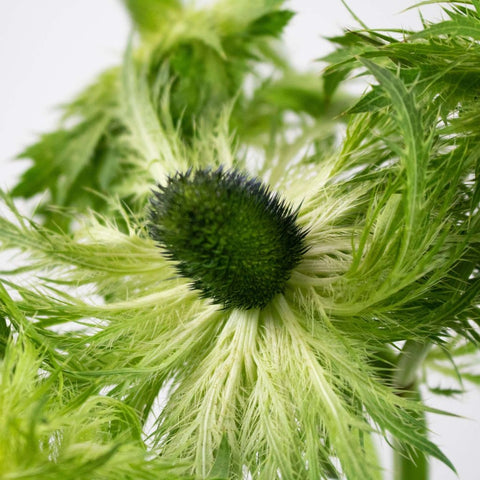 Green Thistle Up Close