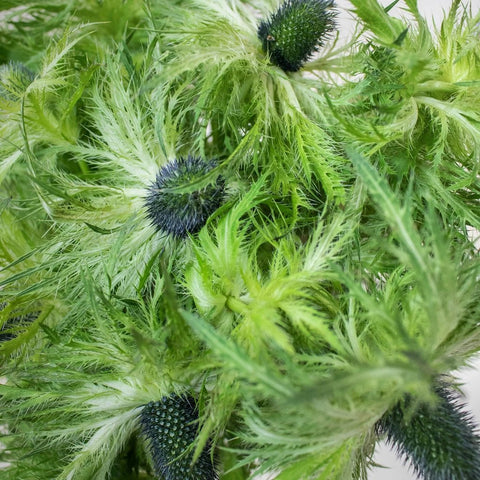 Green Thistle Wholesale Flower Upclose