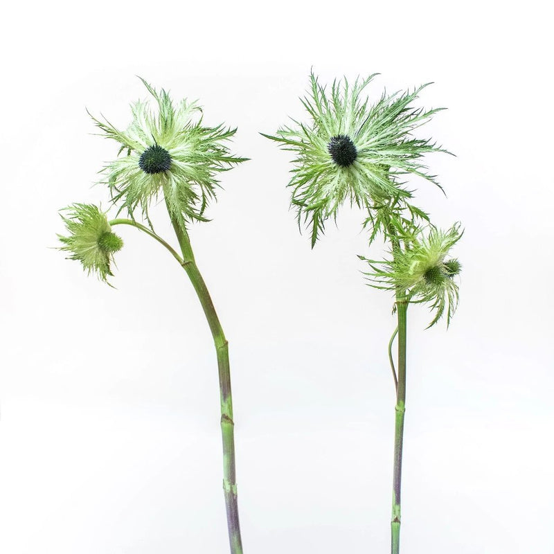 Green Thistle Wholesale Flower Stem