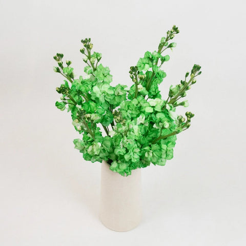 Green Tinted Stock Flower Bunch in Vase