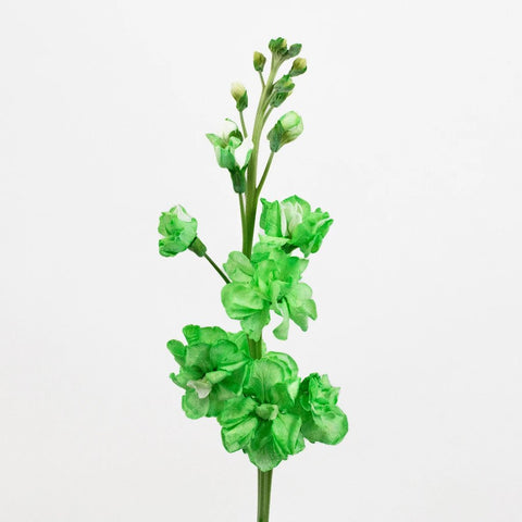 Green Tinted Stock Flower Stem