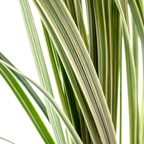 Green Variegated Lily Grass Greenery Up Close