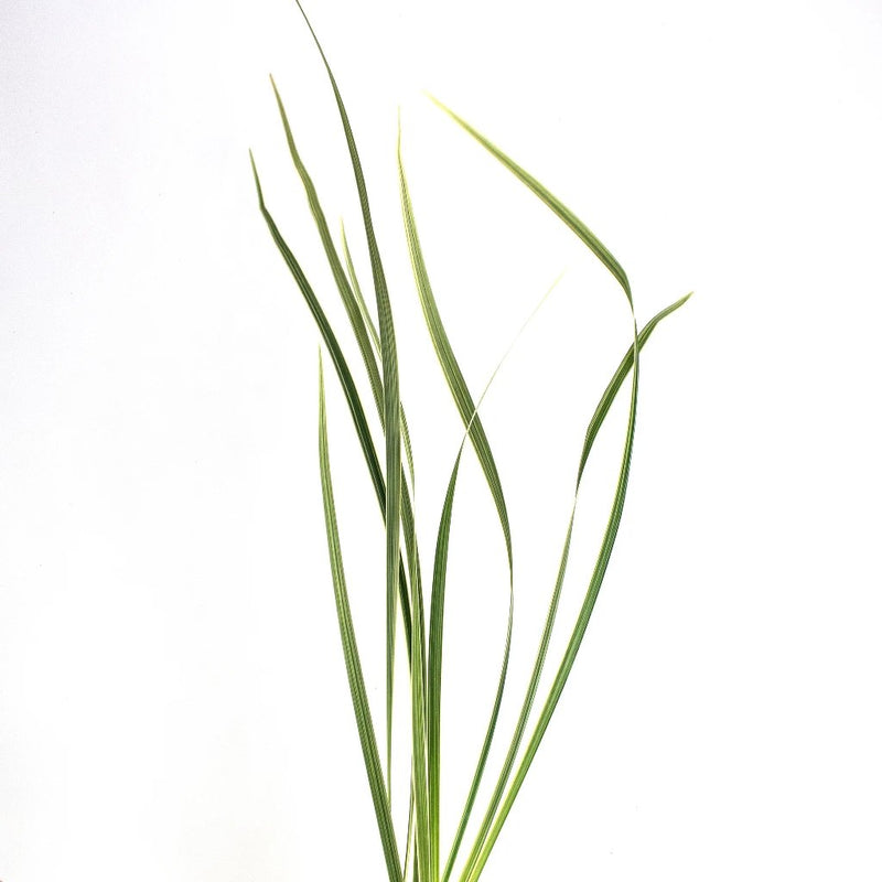 Green Variegated Lily Grass Greenery Stem