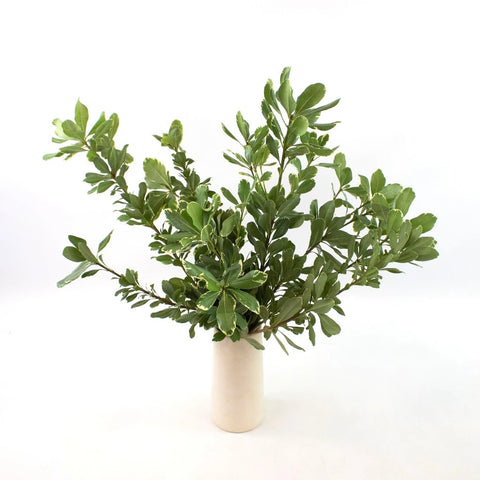 Green Variegated Pittosporum Greenery Bunch in Vase