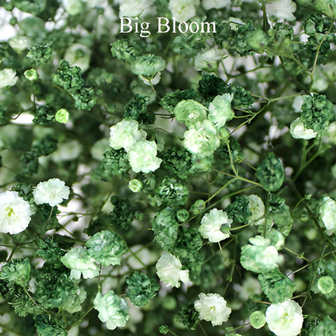 Baby's Breath Olive Green Flower