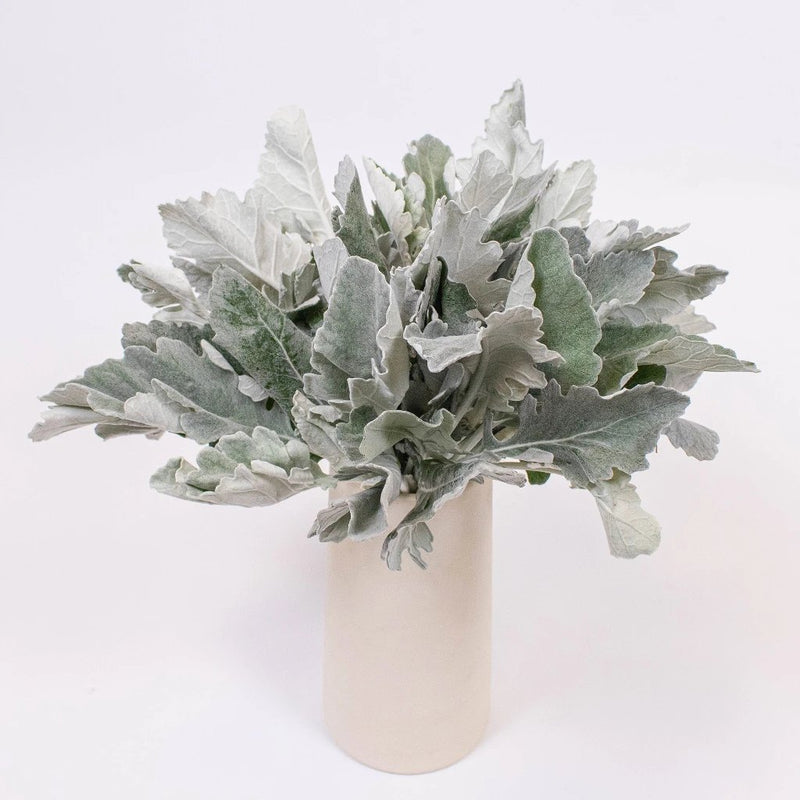 Grey Dusty Miller Greenery Flower Bunch in Vase