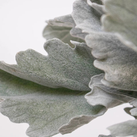 Grey Dusty Miller Greenery Up Close