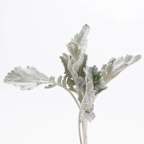 Grey Dusty Miller Greenery Flower Stem