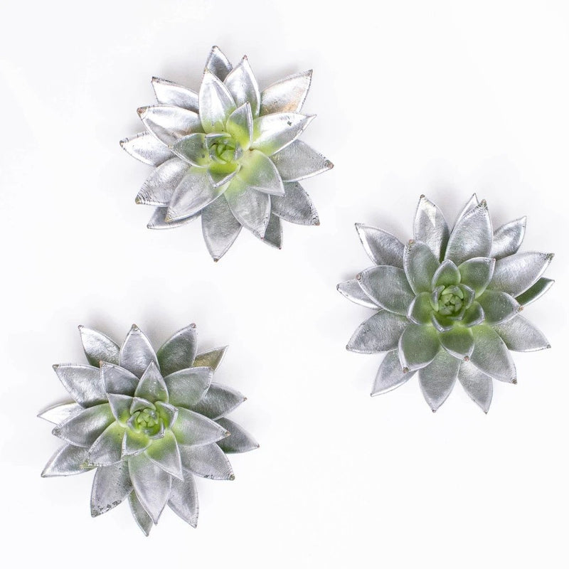 Grey Frost Tinted Succulents Trio