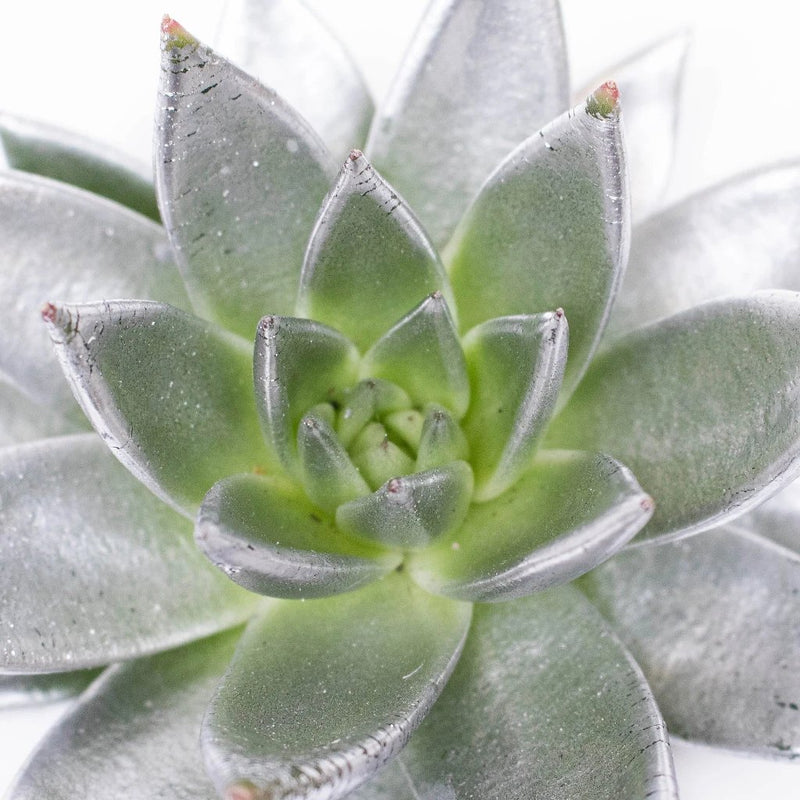 Grey Frost Tinted Succulent Up Close