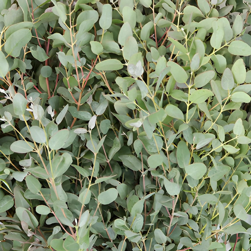 Gunnii Eucalyptus Wholesale Flower Up Close