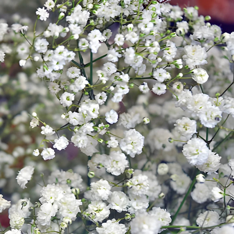 Baby's Breath Bulk Flowers - Blooms By The Box