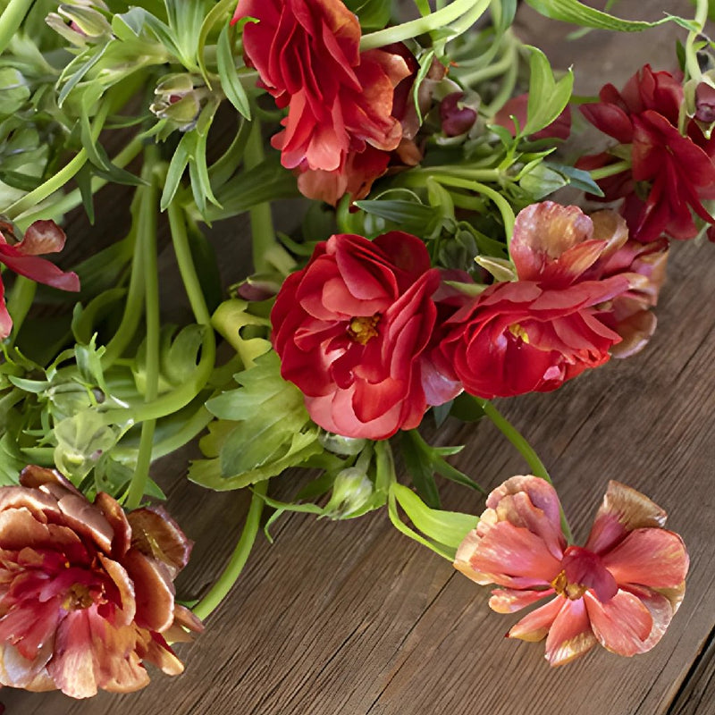 Hades Red Butterfly Ranunculus Wholesale Flower FlatLay