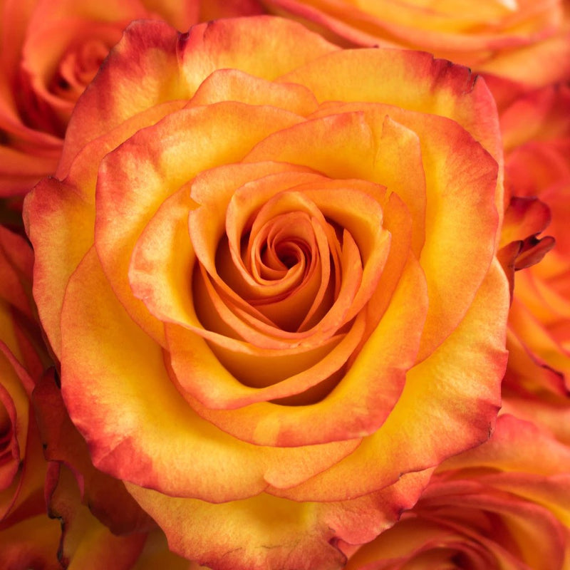 High and Magic Yellow and Red Rose Close Up