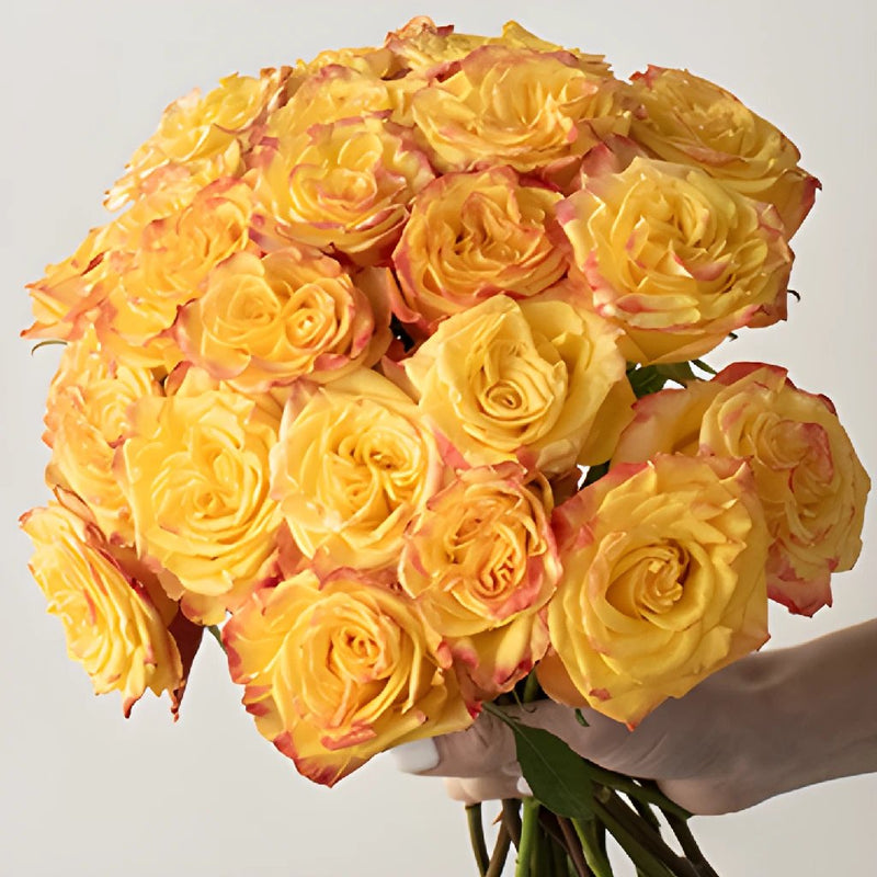 Highflame yellow orange Roses up close