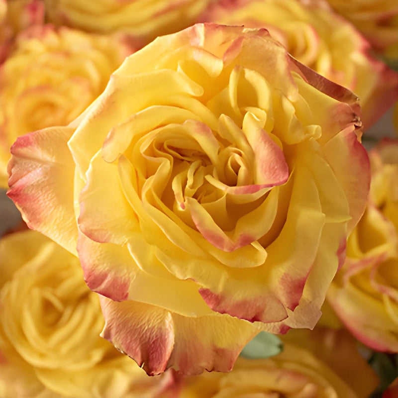 Highflame Yellow Orange Wholesale Rose Bunch in a hand
