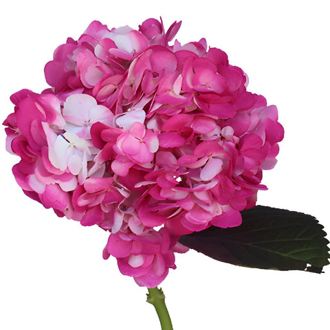 Highlighter Pink Airbrushed Hydrangea Stem View