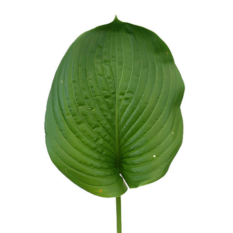Hosta Bulk Leaf Greenery