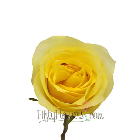 Hot Merengue Yellow Rose stem