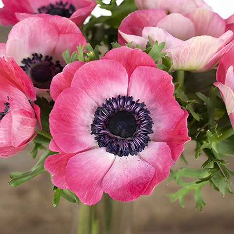 Hot Pink Anemone Wholesale Flower Upclose